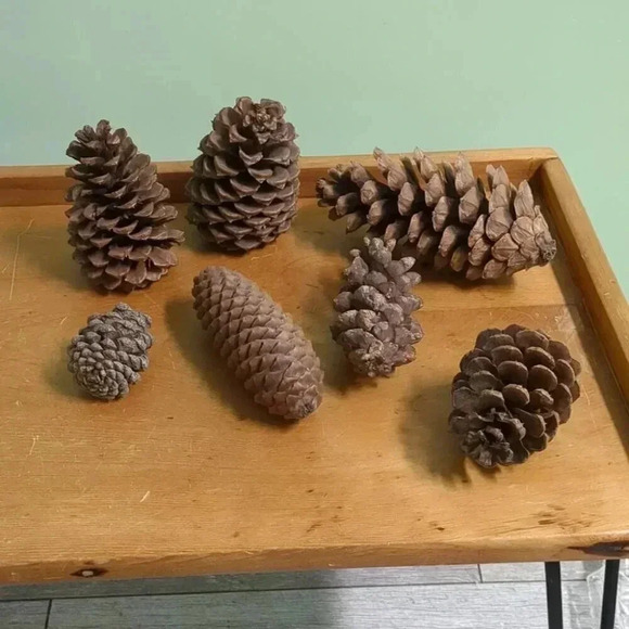 Christmas  Pine Cones - Picture 3 of 3